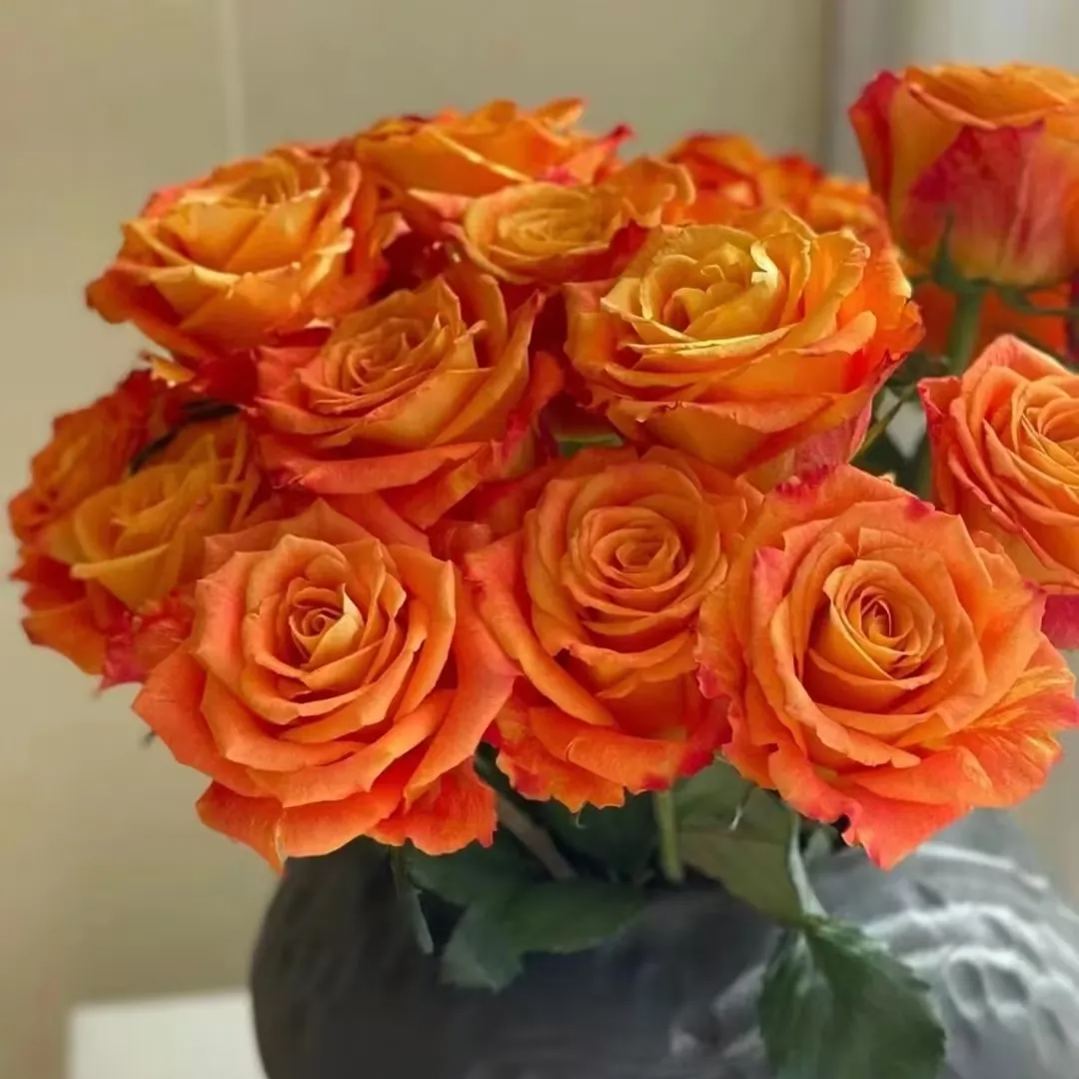 'Ode to Joy' Rose Seeds