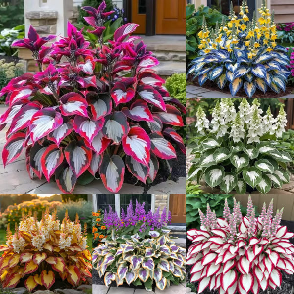 🌟Spring & Winter Growing🍃Premium Rare Hosta Seeds🌿Perfect For Cut Flowers【98% Germination Rate】💐