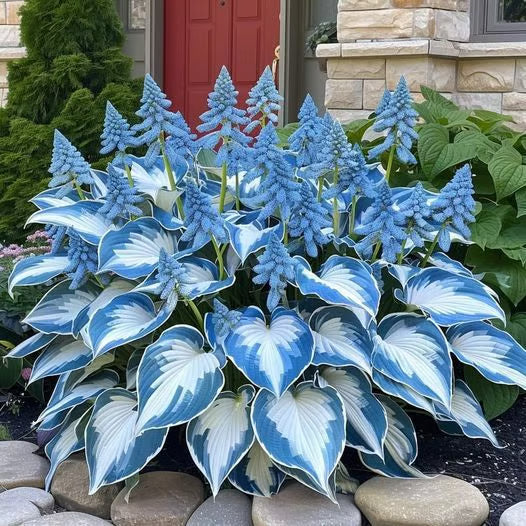 🌟Spring & Winter Growing🍃Premium Rare Hosta Seeds🌿Perfect For Cut Flowers【98% Germination Rate】💐