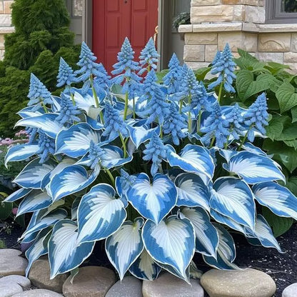 🌟Spring & Winter Growing🍃Premium Rare Hosta Seeds🌿Perfect For Cut Flowers【98% Germination Rate】💐
