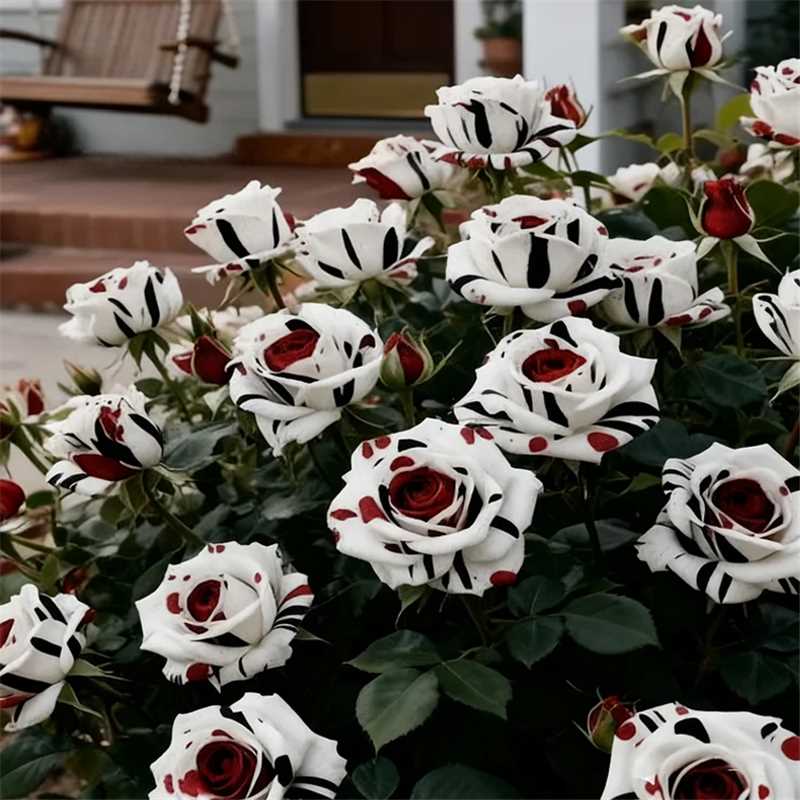 Rare Red White Black rose - Fire & Snow Rose