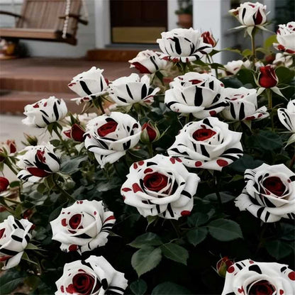 Rare Red White Black rose - Fire & Snow Rose