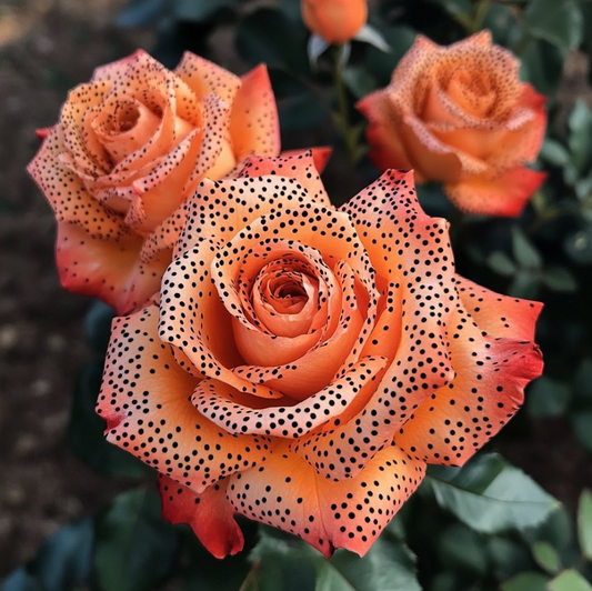 🧡🌹Orange-spotted rose seeds🌱 Grow Vibrant Roses from Seed