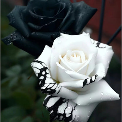 🖤Black&White Kuyla Twin Roses Seeds