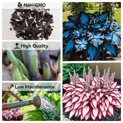 🌟Spring & Winter Growing🍃Premium Rare Hosta Seeds🌿Perfect For Cut Flowers【98% Germination Rate】💐