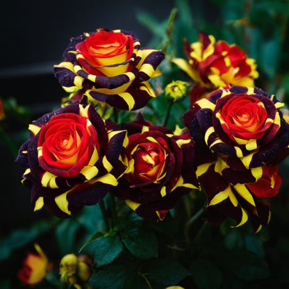 ❄️'Ice Fire Bird' Rose Seeds