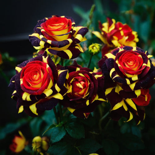 ❄️'Ice Fire Bird' Rose Seeds