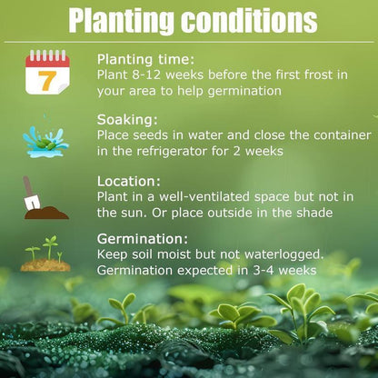 Rainbow Haze Plant Seeds