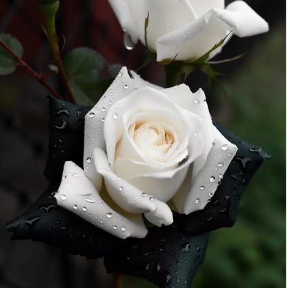 🖤Black&White Kuyla Twin Roses Seeds