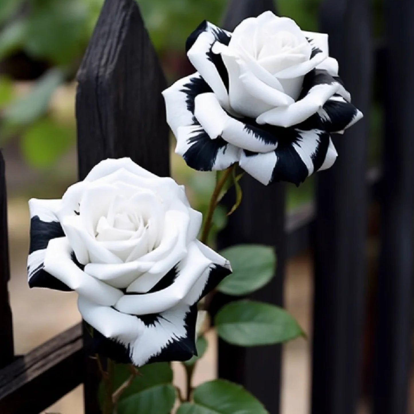 🖤Black&White Kuyla Twin Roses Seeds