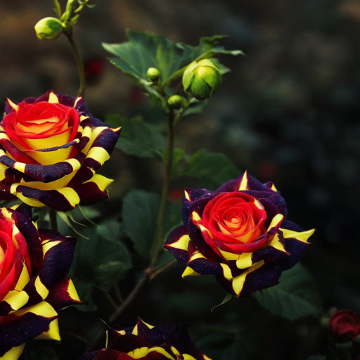 ❄️'Ice Fire Bird' Rose Seeds