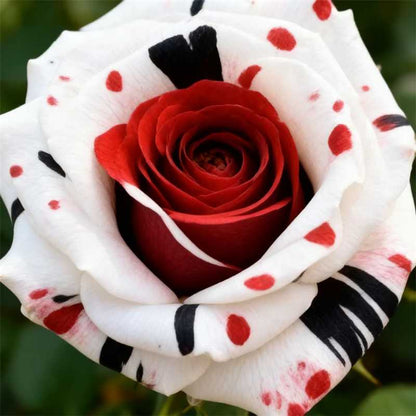 Rare Red White Black rose - Fire & Snow Rose