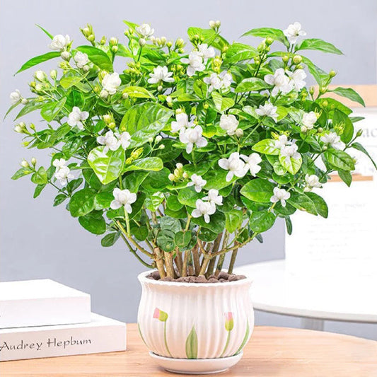 🎁Free Gift For Every Order🪴Double Jasmine Seeds