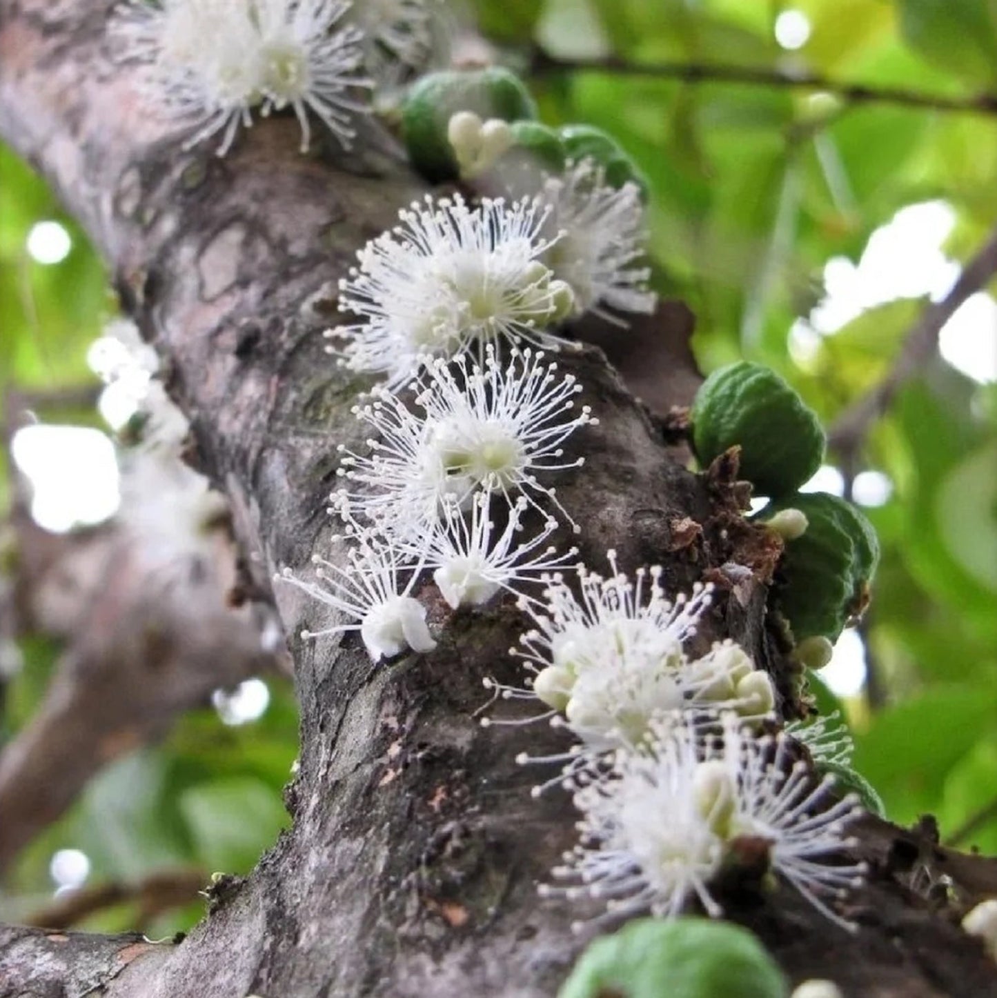 Grapes that Grow on Trees! 🌳🍇 Jaboticaba Heirloom Tree Seeds