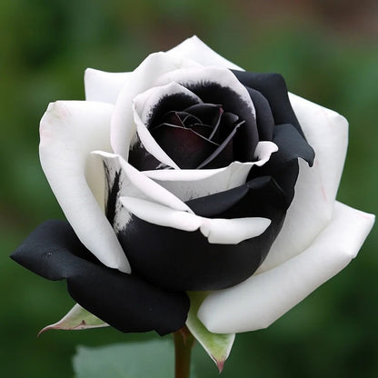 🖤Black&White Kuyla Twin Roses Seeds