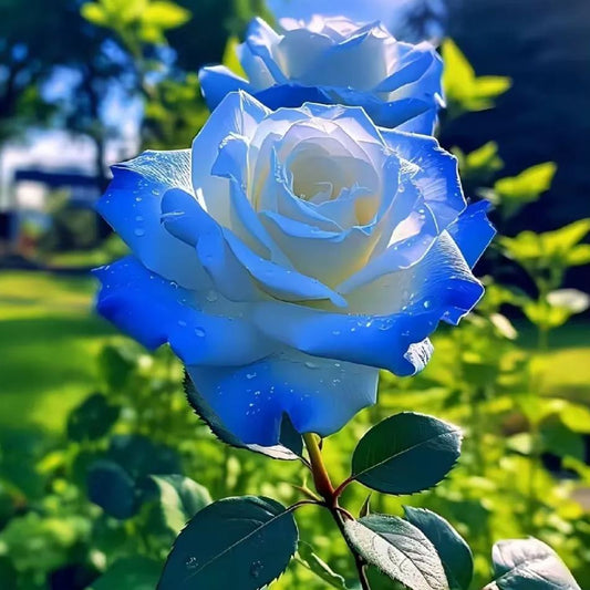 Crushed Ice Blue Rose Seeds
