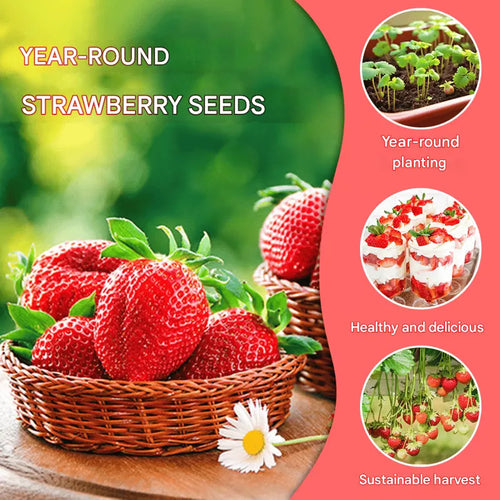 🍓Cream Giant Strawberry Seeds -- Various shapes & Natural juices