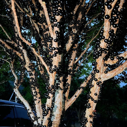Grapes that Grow on Trees! 🌳🍇 Jaboticaba Heirloom Tree Seeds