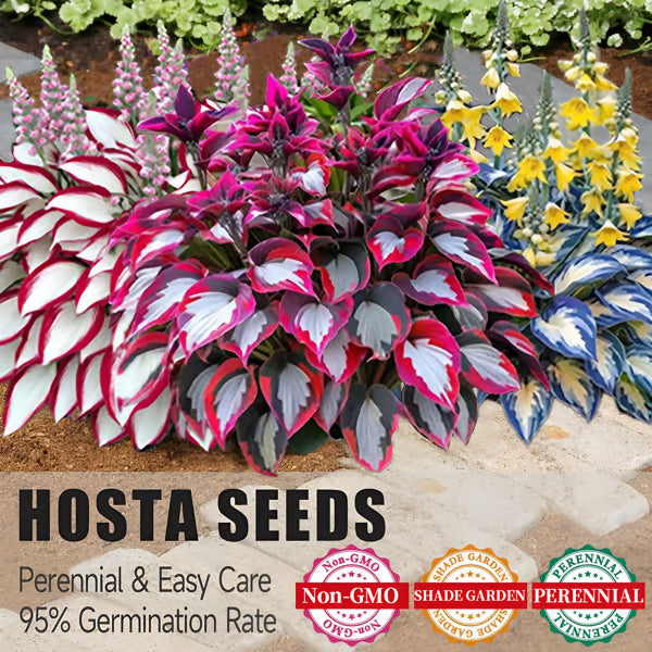 🌟Spring & Winter Growing🍃Premium Rare Hosta Seeds🌿Perfect For Cut Flowers【98% Germination Rate】💐