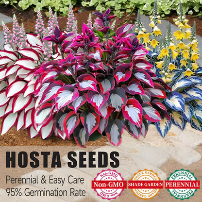 🌟Spring & Winter Growing🍃Premium Rare Hosta Seeds🌿Perfect For Cut Flowers【98% Germination Rate】💐