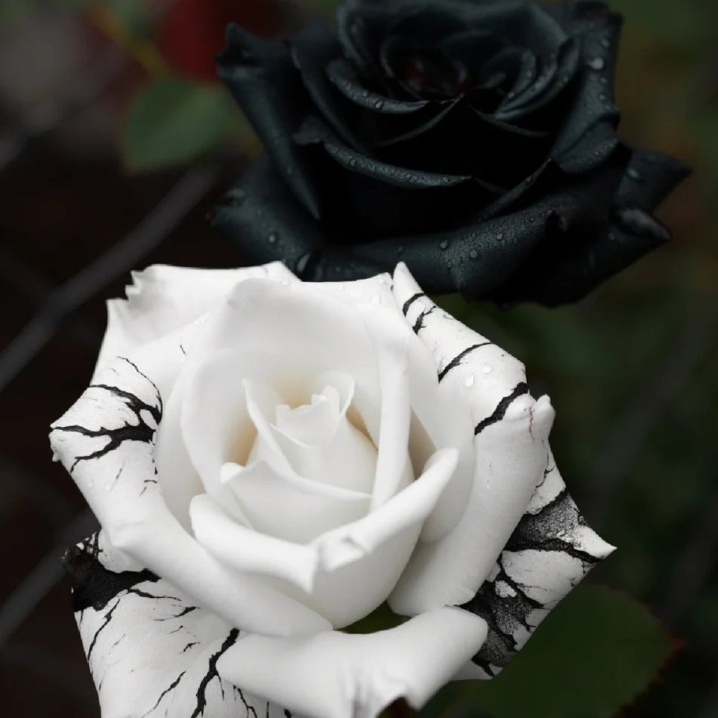 🖤Black&White Kuyla Twin Roses Seeds