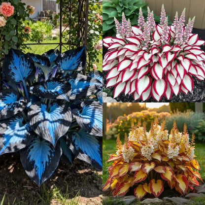 🌟Spring & Winter Growing🍃Premium Rare Hosta Seeds🌿Perfect For Cut Flowers【98% Germination Rate】💐