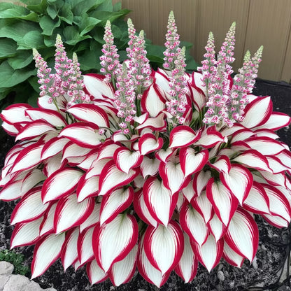 🌟Spring & Winter Growing🍃Premium Rare Hosta Seeds🌿Perfect For Cut Flowers【98% Germination Rate】💐