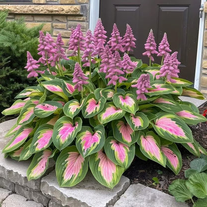 🌟Spring & Winter Growing🍃Premium Rare Hosta Seeds🌿Perfect For Cut Flowers【98% Germination Rate】💐