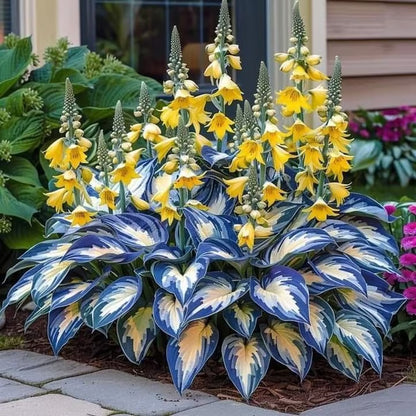 🌟Spring & Winter Growing🍃Premium Rare Hosta Seeds🌿Perfect For Cut Flowers【98% Germination Rate】💐