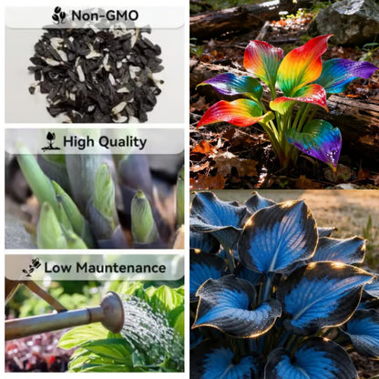 🌟Spring & Winter Growing🍃Premium Rare Hosta Seeds🌿Perfect For Cut Flowers【98% Germination Rate】💐