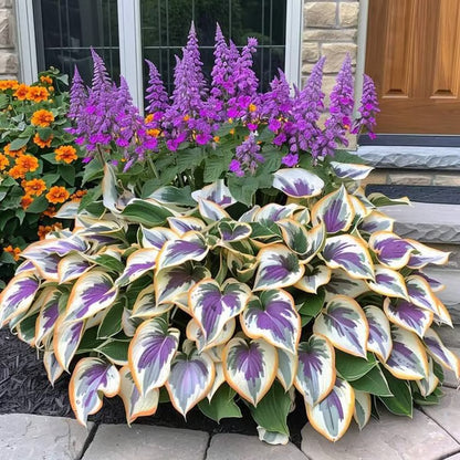 🌟Spring & Winter Growing🍃Premium Rare Hosta Seeds🌿Perfect For Cut Flowers【98% Germination Rate】💐