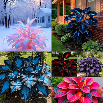 Rainbow Haze Plant Seeds